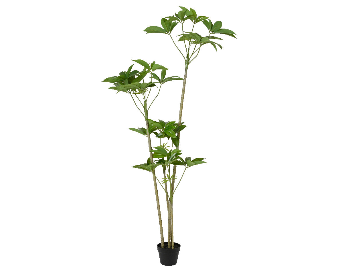 Pianta Verde Schefflera H.180 Kaemingk - Eleganza e Freschezza per il Tuo Spazio Pianta Verde Schefflera H.180 Kaemingk - Eleganza e Freschezza per il Tuo Spazio